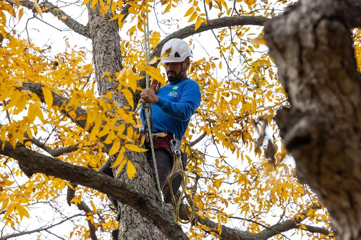 Skilled Dead Tree Removal crew working in Bell City